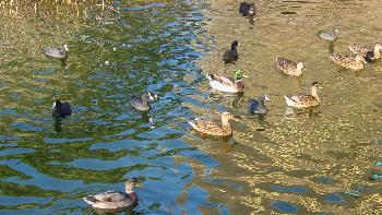 Les canards de la Maison de la Nature