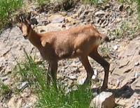 Isard des Pyrénées