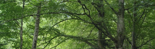 La forêt de la vallée du Moudang