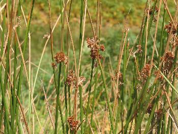 Plantes à tourbières aux fleurs fanées