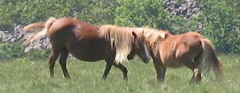 Câlins