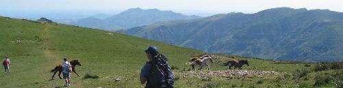 Pottoks au galop