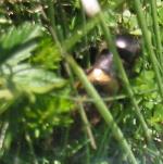 Un grillon dans l'herbe