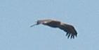 Vautour fauve