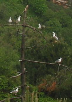 Mouettes sur un pin dénudé