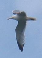 Mouette