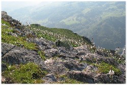 Des asphodèles partout