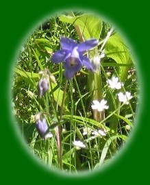 Ancolie bleue et androsaces blanches