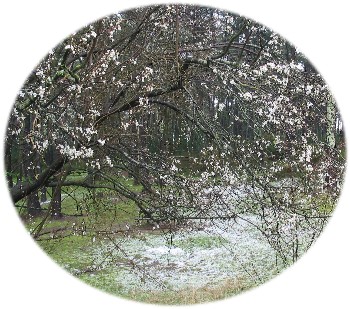 L'églantier fleuri sous la neige