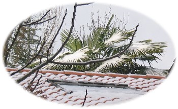 Palmier sous la neige