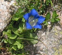 Gentiane