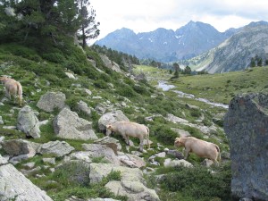 Vaches en liberté