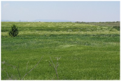 Blé en herbe, peu avant Logroño