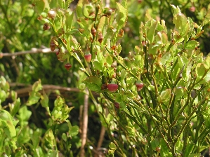 Buisson de myrtilles