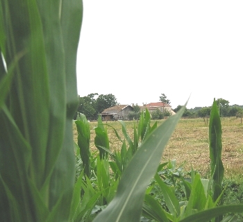 La ferme cernée de maïs