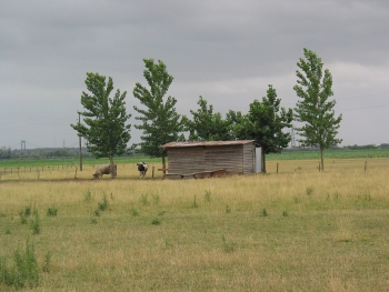 Les deux vaches