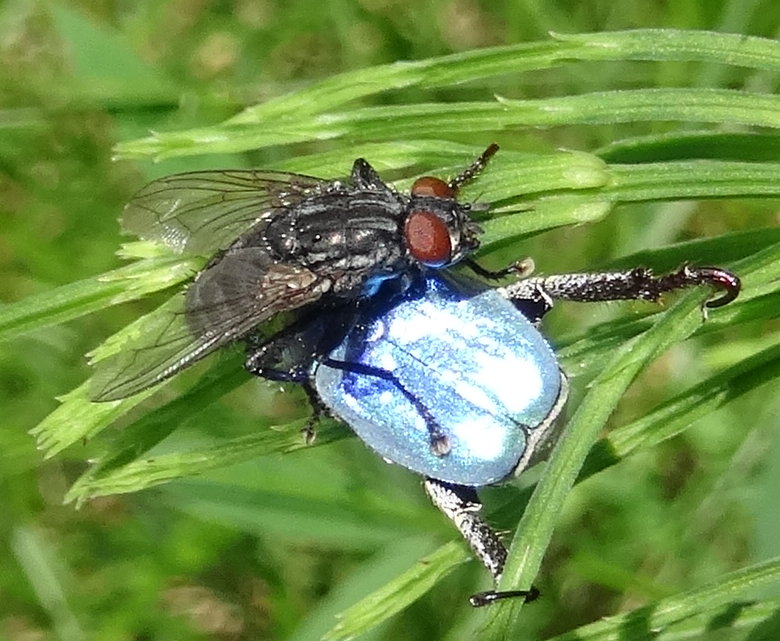 Hoplie bleue et mouche