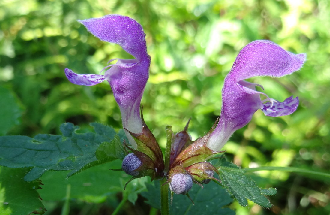 Lamiaceae