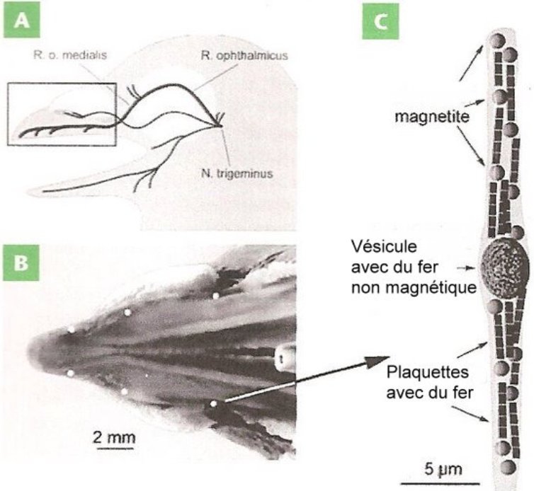 magnetite