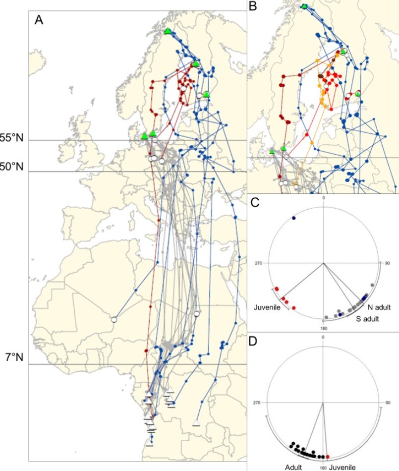 migration_juveniles