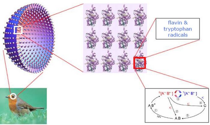 cryptochromes