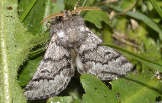 papillon_processionnaire