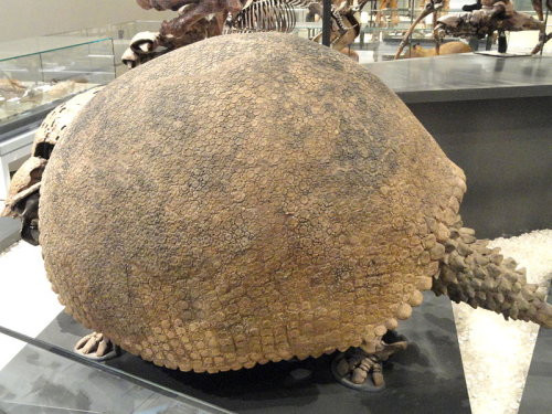 glyptodon