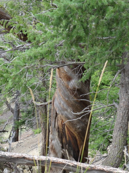 Yellowstone