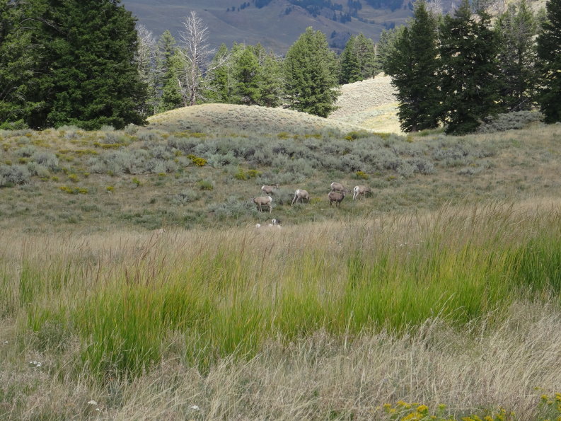 Yellowstone