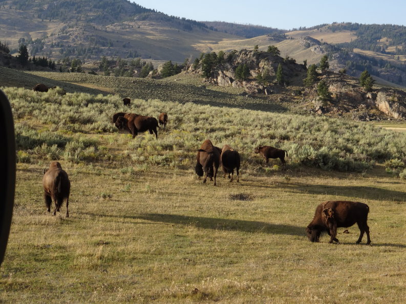 Yellowstone