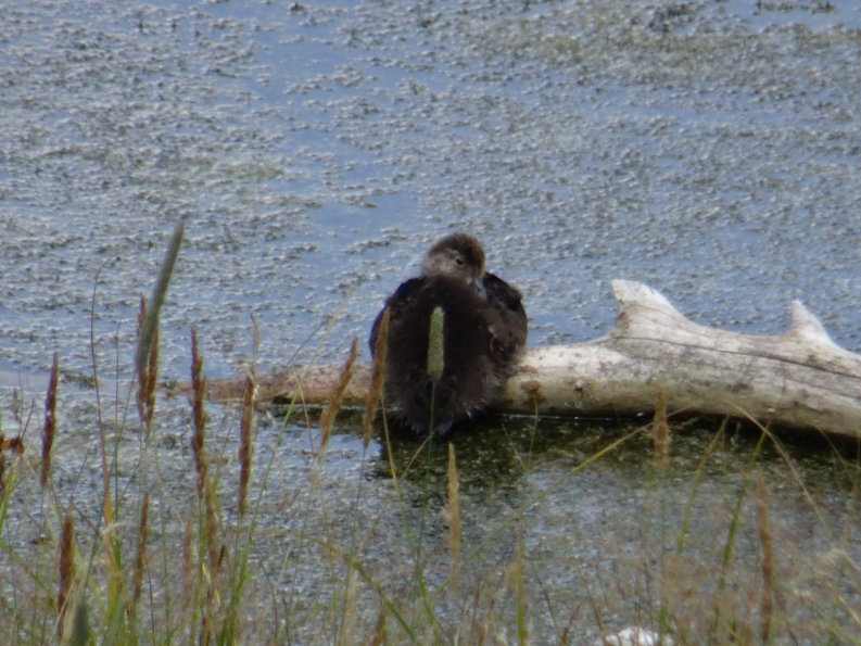 Yellowstone