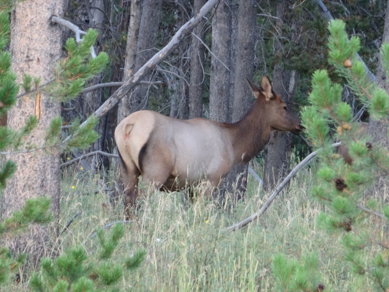 Yellowstone