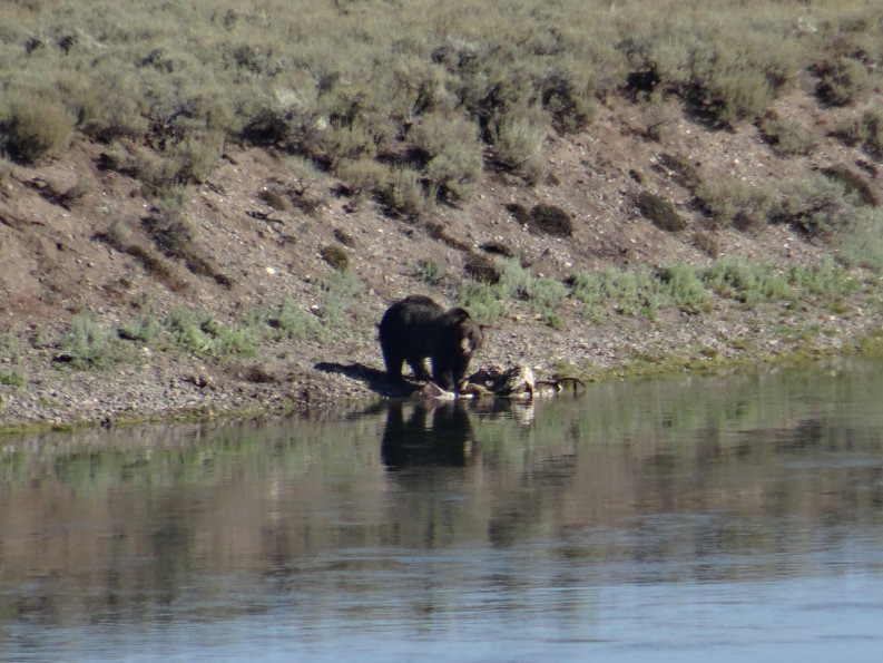 Yellowstone