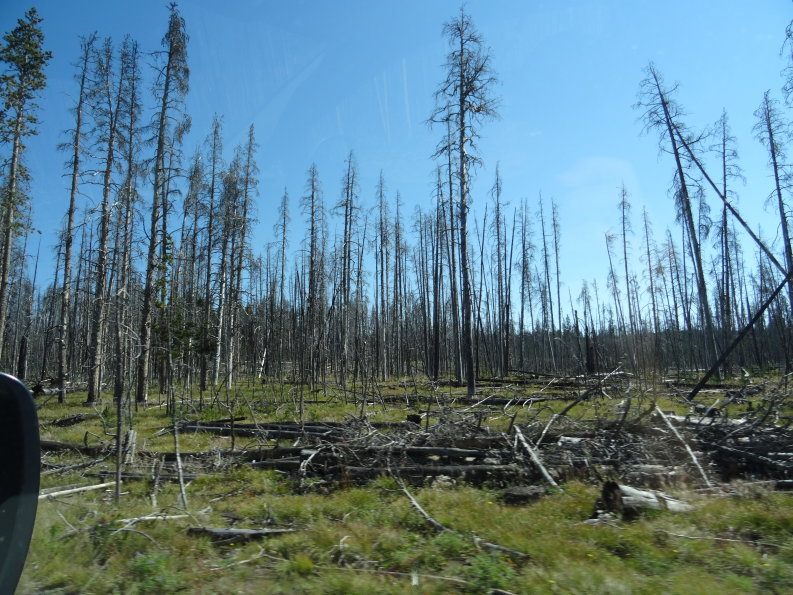 Yellowstone