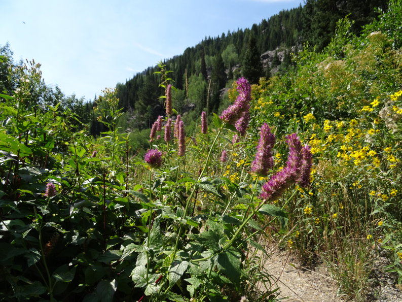 Mont Teton