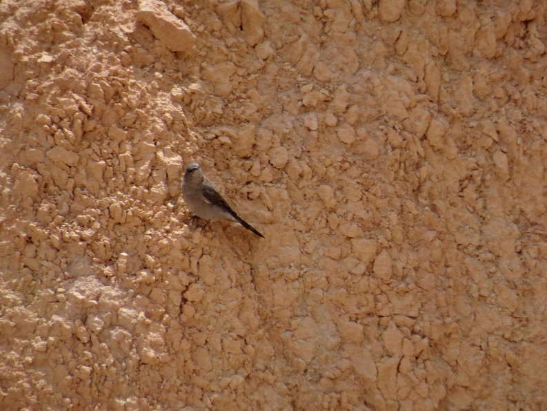 Bryce canyon