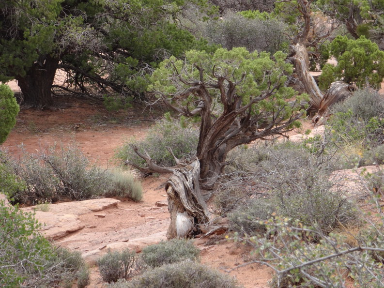 Canyon lands