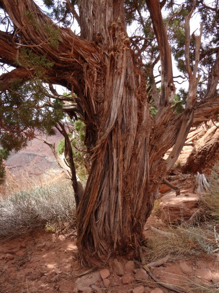 Canyon lands