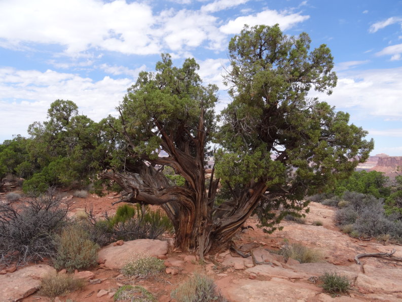 Canyon lands