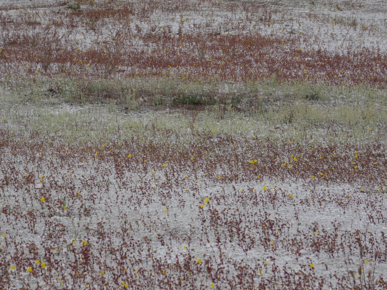 Yellowstone