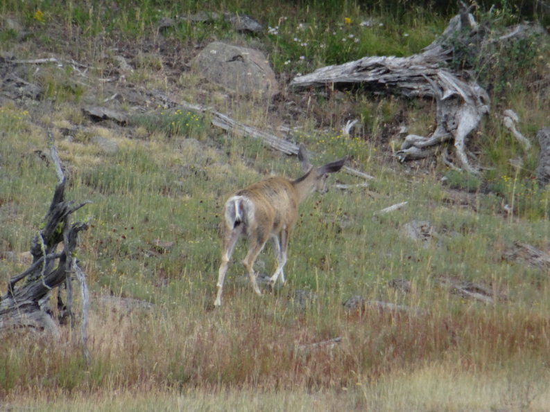 Yellowstone