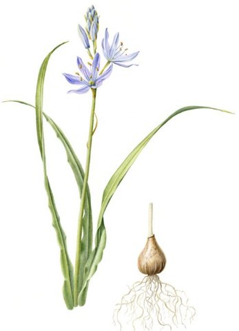 camassia