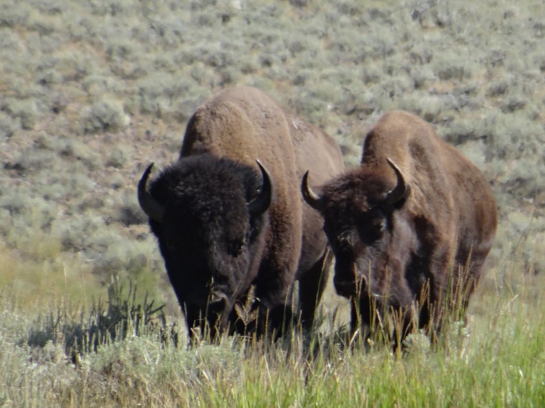 bisons