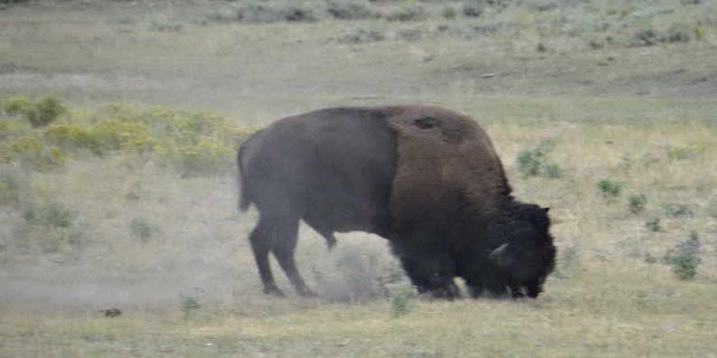 bison