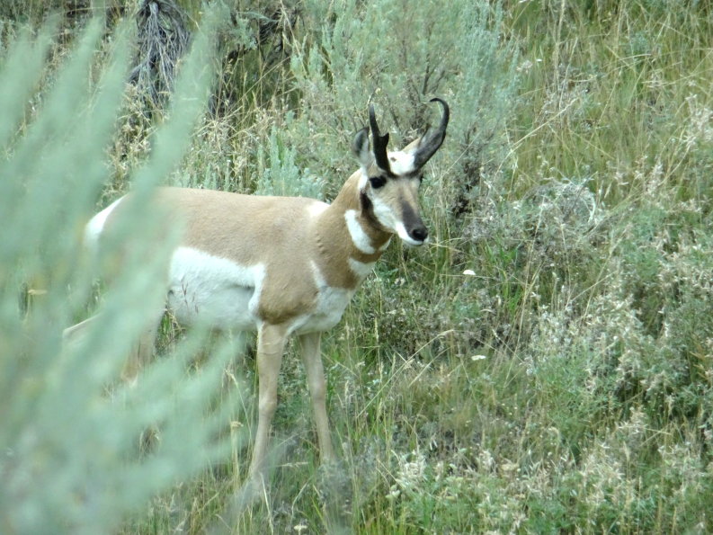 pronghorn