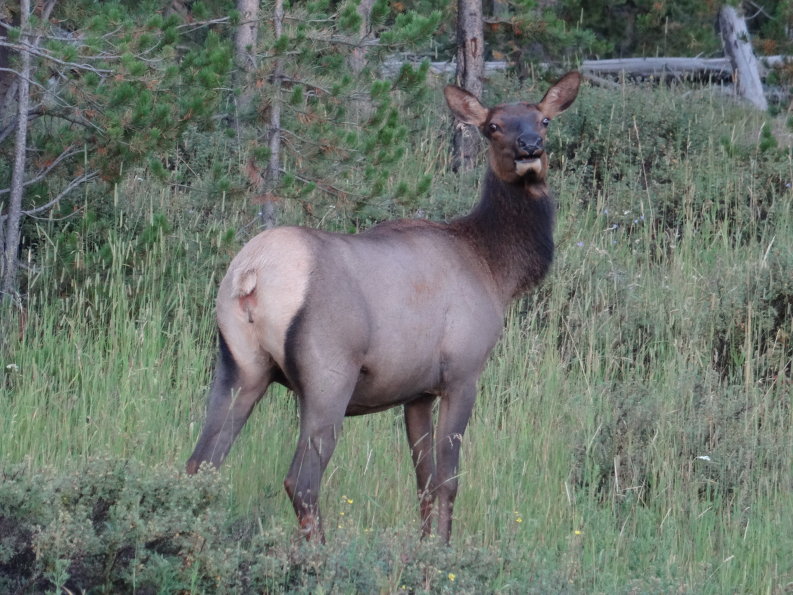 elk wapiti