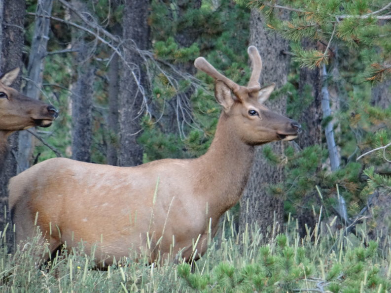 wapiti