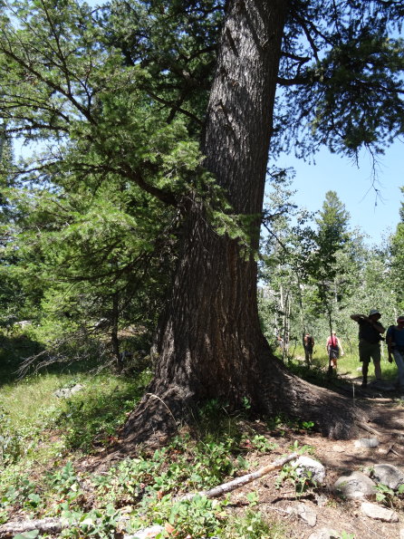 pin ponderosa