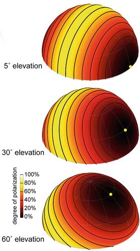 polarisation