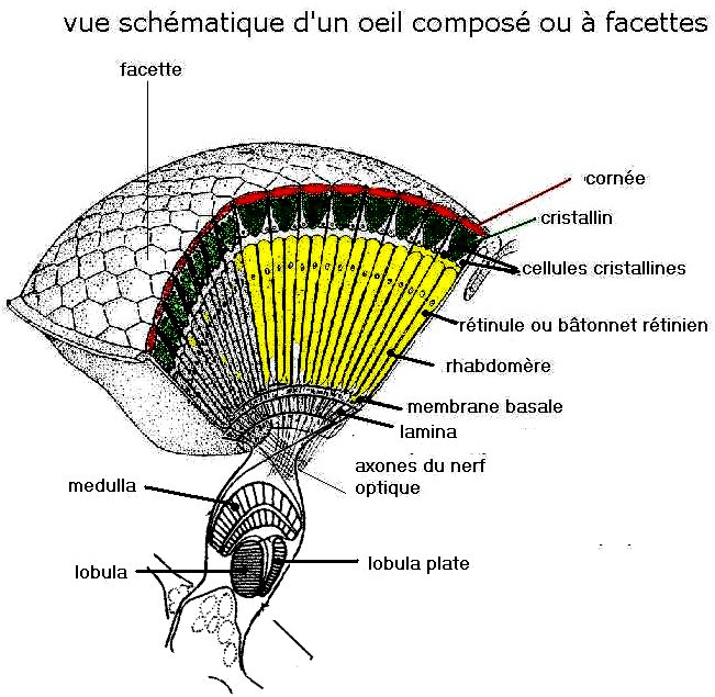 abeille_oeil_schema